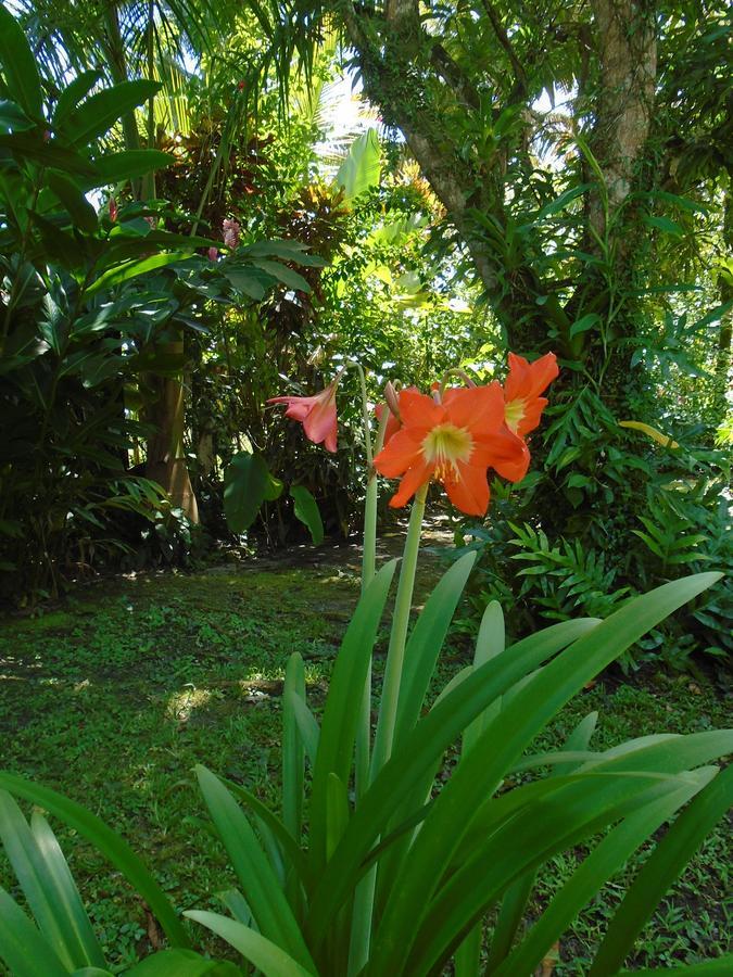 J And H Garden Cabinas Bocas del Toro Exterior photo